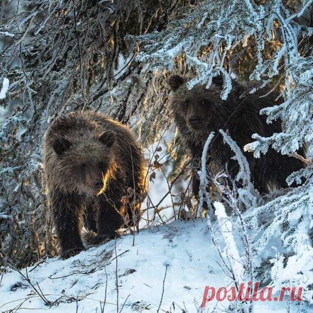 ღ....пора....пора уходить в лежку...в берлогу...