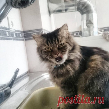 Сам ты «мимими»: фотоподборка неприветливых котов
