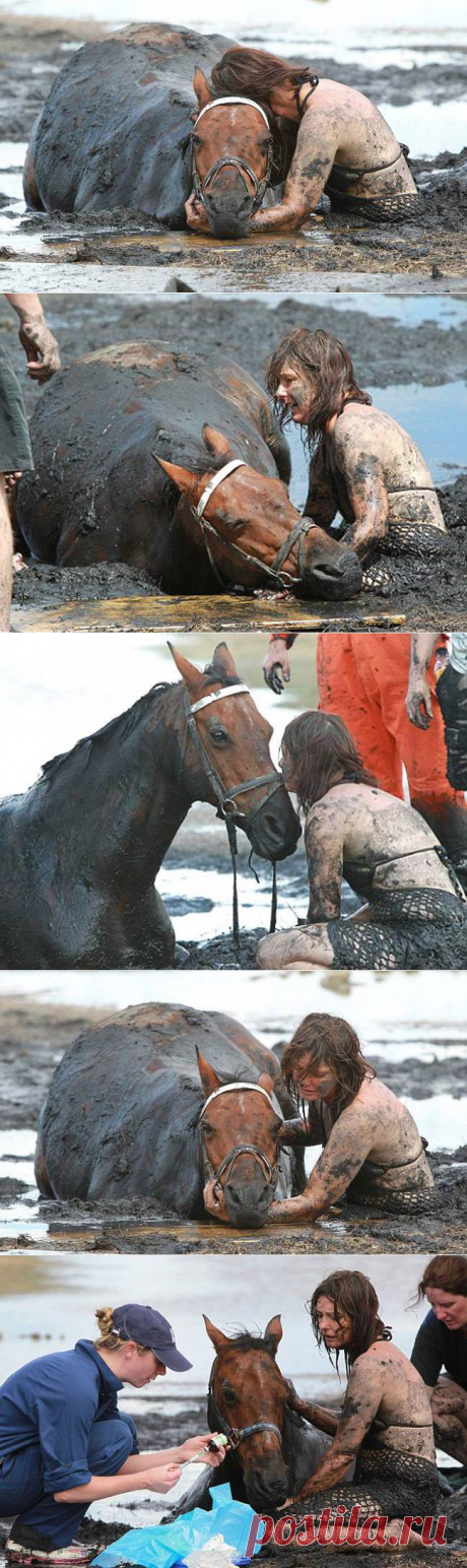 Этот конь тонул в трясине... Но то, как его хозяйка спасала своего любимца - достойно восхищения! | Все о наших питомцах