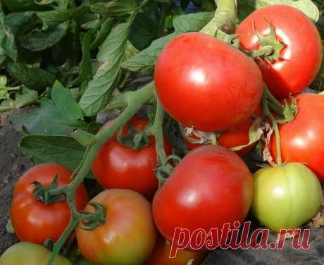Сахарные и очень сладкие сорта томатов, которые я люблю выращивать на своём огороде | Записки огородницы | Дзен