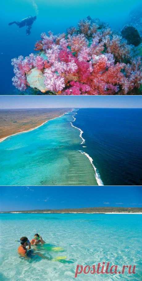 Красивейший риф Нингалу / Туристический спутник