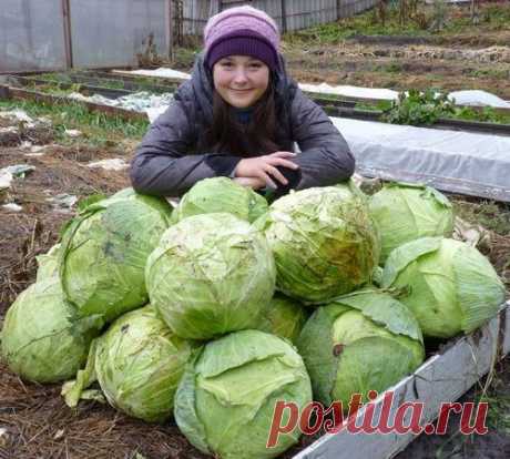 Проверено практикой - капуста на дёрне