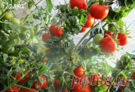 Сорт томатов палка фото Огород без хлопот - информационный сайт для дачников, садоводов и огородников.