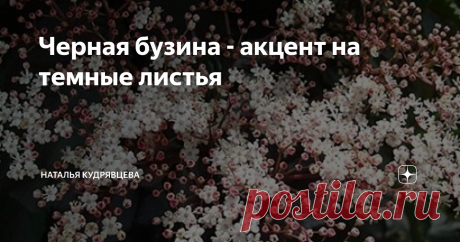 Черная бузина - акцент на темные листья Одно из самых интересно окрашенных растений, которые прекрасно выглядят в качестве акцентных и приковывают к себе внимание среди  любой буйной зелени - это черная бузина Блэк Тауэр. У нее не только очень красивые соцветия бело-розового цвета, но и  листья, окрашенные в очень необычный цвет.
Сортов бузины с интересно окрашенными листьями довольно много, но Блэк Тауэр - наиболее интересный и яркий.