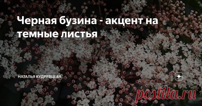 Черная бузина - акцент на темные листья Одно из самых интересно окрашенных растений, которые прекрасно выглядят в качестве акцентных и приковывают к себе внимание среди  любой буйной зелени - это черная бузина Блэк Тауэр. У нее не только очень красивые соцветия бело-розового цвета, но и  листья, окрашенные в очень необычный цвет.
Сортов бузины с интересно окрашенными листьями довольно много, но Блэк Тауэр - наиболее интересный и яркий.