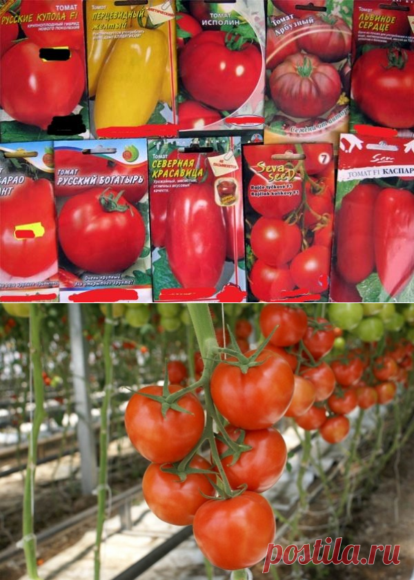 Семена урожайных томатов. Сорта помидор для теплицы самоопыляемые. Семена томатов самые урожайные. Невысокие сорта томатов для теплиц. Популярные семена томатов для теплицы.