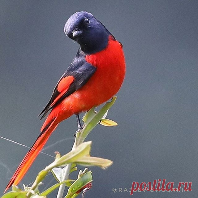 🐦 Scarlet Minivet 
#indiaview#birds_adored#eye_spy_birds#ip_connect#kings_birds#your_best_birds#bird_brilliance#pocket_birds#bestbirdshots#best_birds_of_ig#nuts_about_birds#waycoolshots#ig_discover_birdlife#indianwildlifeofficial#animalonearth#bird_captures#photoarena_nature#shots_of_animals#naturyst#officialphotographyhub#inspirenaturenow#show_us_nature#ip_birds#naturesmarvels#backyard_dreams#splendid_earth#electric_macro#birds_illife#grikart_macro#planetbirds