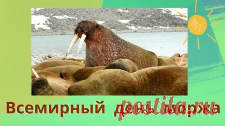 Моржи символизируют выносливость и спокойствие, а их праздник — напоминание о важности сохранения Арктики. В этот день принято желать крепкого здоровья, ведь моржам не страшны ни морозы, ни штормы. Пусть и вас не пугают трудности. Открытки на День моржа.