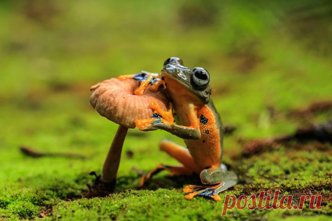 Самые крутые лягушки и жабы в мире – 20 фото