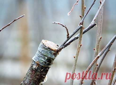 Зимняя прививка плодовых растений - Садоводка