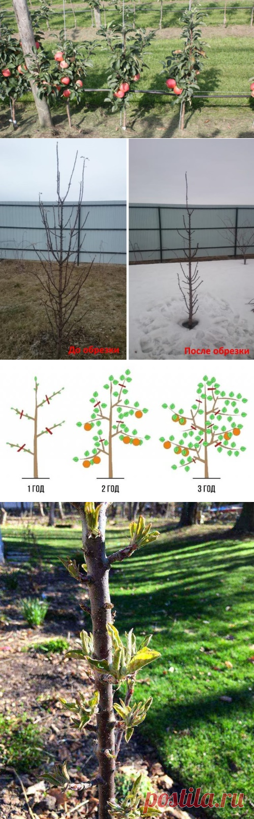 Обрезают ли колоновидные яблони