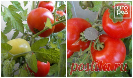 12 скороспелых сортов томатов, которые можно сеять в апреле-мае | На грядке (Огород.ru)