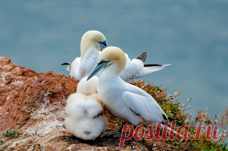 Basstölpel Familie - Gannet family Explore Volker Bartz's photos on Flickr. Volker Bartz has uploaded 229 photos to Flickr.