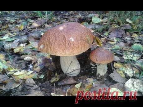 Серия видео роликов про грибы растущие в средней полосе России - Белые грибы - YouTube