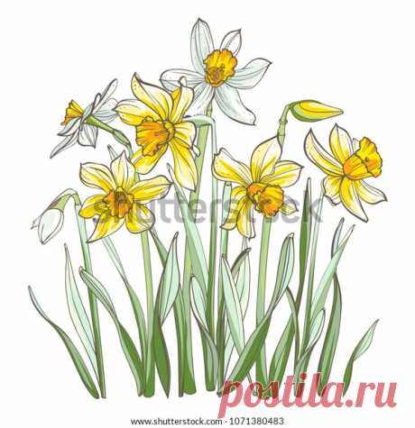 Daffodil Flowers Isolated On White Background Stock Vector (royalty 8B9