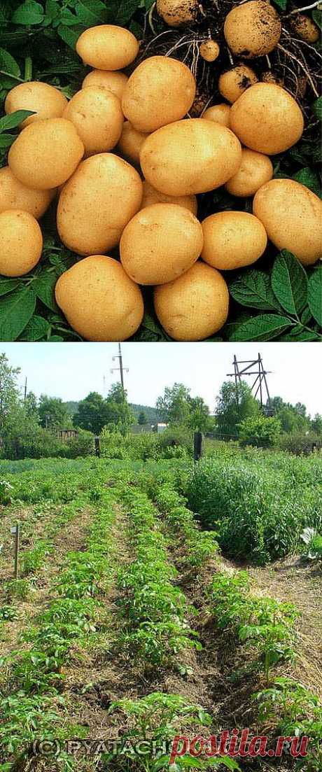 Выращивание картофеля.