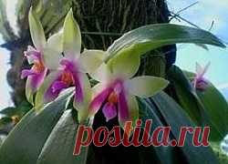 Домашняя орхидея фаленопсис: размножение, пересадка, болезни |