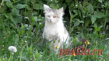 Погадайте на ромашке, если сможете её найти | 29 мая 2024 | Сайт «Кошки–Коты» | Автор Нина Стрелкова | Кошачий календарь «Кошки каждый день» | День гадания на ромашках полагается отмечать 29 мая