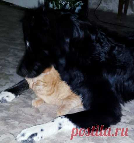 Собаке срочно нужна новая кошка! | Элен и все-все-все...))) | Яндекс Дзен
