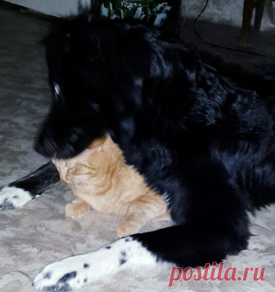 Собаке срочно нужна новая кошка! | Элен и все-все-все...))) | Яндекс Дзен