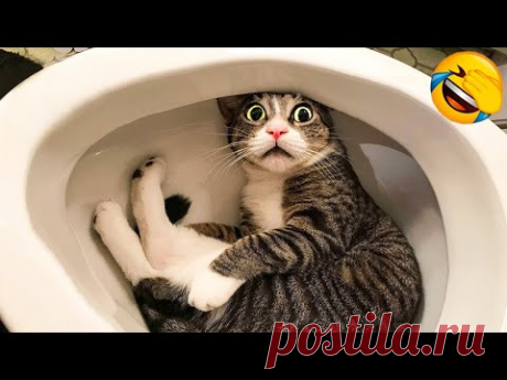 Смешные Животные - Смешные Кошки Приколы Кошками и котами и собаками #165