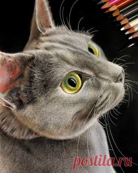 23 рисунка кошек в жанре гиперреализма » BigPicture.ru