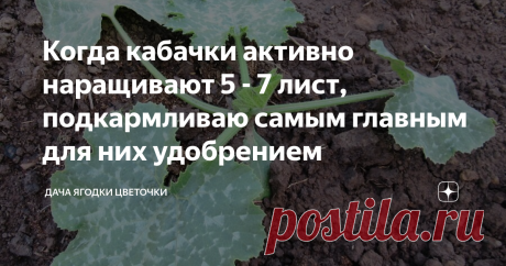 Когда кабачки активно наращивают 5 - 7 лист, подкармливаю самым главным для них удобрением В этом году я посадила не так много сортов кабачков, это Искандер, Грибовские, Кавили, Аэронавт. Кабачки Искандер выращивала сначала рассадой, остальные посадила семенами в грунт. Муж у меня считает, что кабачки сорта Грибовские самые лучшие для кабачковой икры, поэтому их сажаем в обязательном порядке. Лунку при посадке кабачков я заправила и перегноем, и плюс 1 ст л рыбной муки, ко...