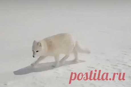 Два северных хищника вышли к людям и попали на видео. В России два прогуливавшихся по территории промышленного объекта песца попали на видео. На кадрах видно песца, находящегося на расстоянии нескольких метров от снявшего видео мужчины. Заснеженный участок перед промышленным объектом освещают прожекторы. Позади видны сооружения, огражденные забором с колючей проволокой.