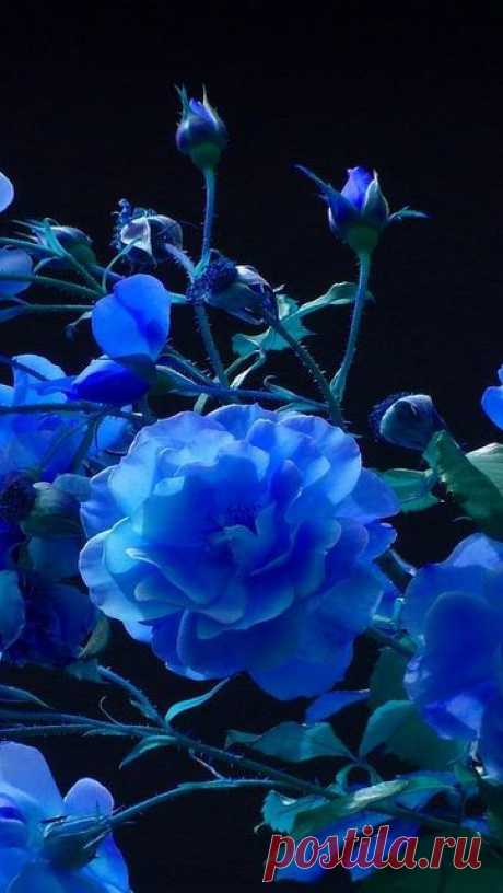 Blue Roses  от пользователя vadaka1986 на Flickr