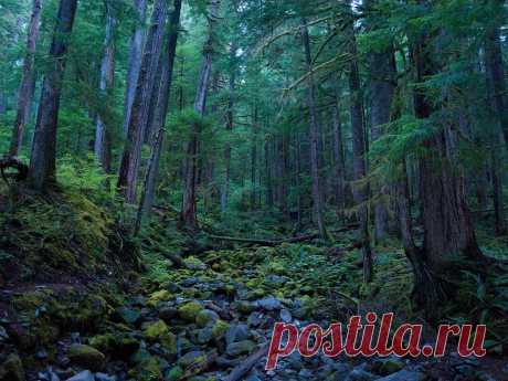 Hoh Rain Forest Picture – Olympic National Park Wallpaper - National Geographic Photo of the Day