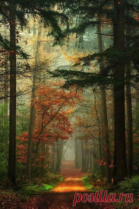 (158) Pinterest - Autumn in The Netherlands | Places I will go Someday