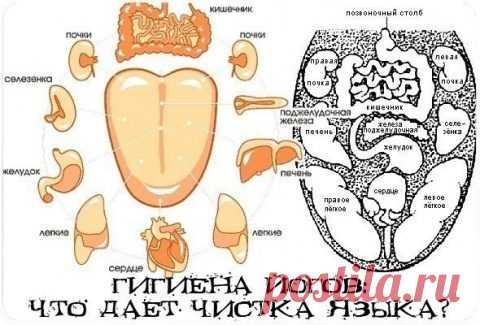 Аюрведа — традиционная индийская медицина, рекомендует чистку языка, как часть ежедневного режима гигиены, чтобы удалить токсичные отложения, известные как ама – накопленные токсины, остатки пищи и различные шлаки. Согласно Аюрведе чистый язык – это ключ к здоровью полости рта.