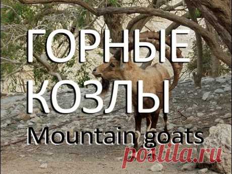 Горные козлы — Mountain goats - YouTube