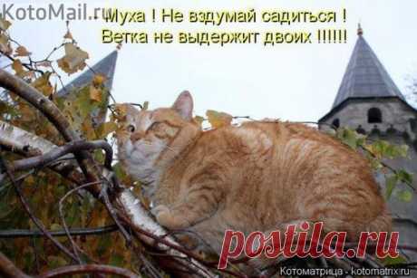 Охота на мух! | KotoMail.ru