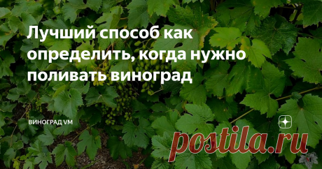 Лучший способ как определить, когда нужно поливать виноград В данном выпуске я расскажу Вам о том, как определить, когда нужно поливать виноград.
А именно я расскажу Вам о наиболее эффективном способе определения сроков полива винограда.
Для большинства виноградарей основным индикатором необходимости полива винограда, являются выпрямленные коронки (верхушки) зелёных побегов.
