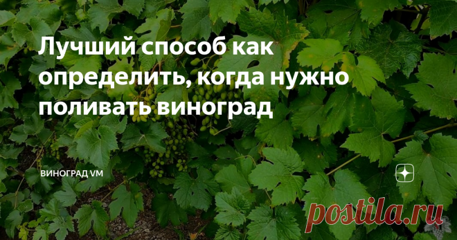 Лучший способ как определить, когда нужно поливать виноград В данном выпуске я расскажу Вам о том, как определить, когда нужно поливать виноград.
А именно я расскажу Вам о наиболее эффективном способе определения сроков полива винограда.
Для большинства виноградарей основным индикатором необходимости полива винограда, являются выпрямленные коронки (верхушки) зелёных побегов.