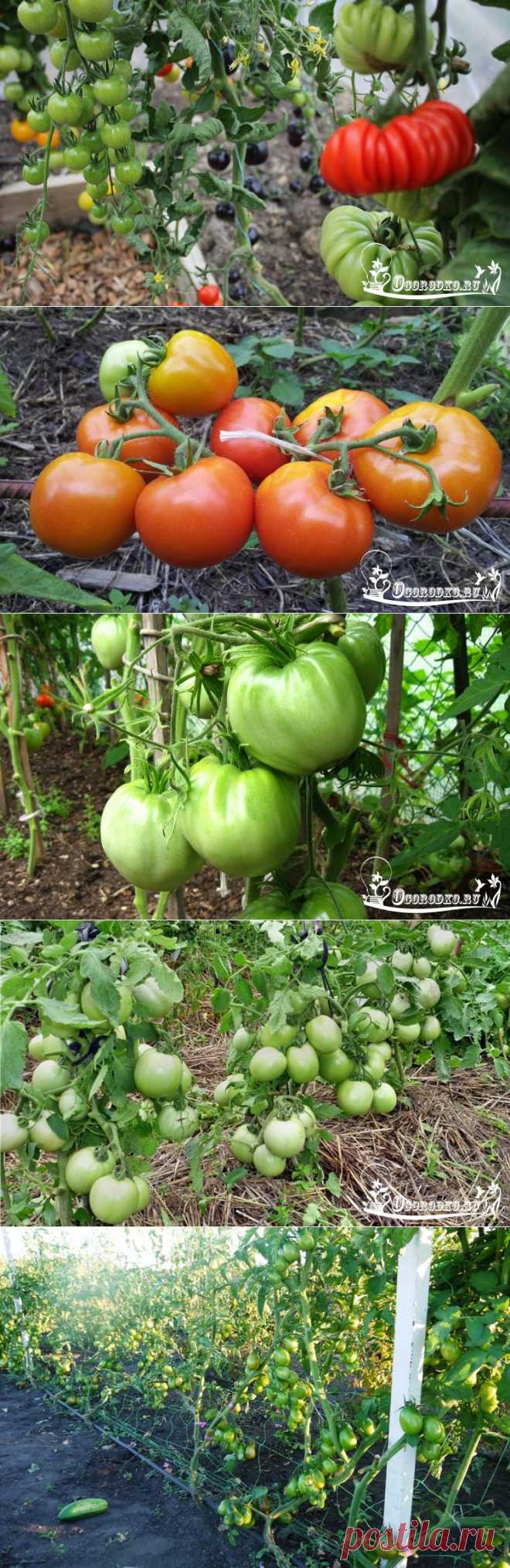 Сорта помидоров для открытого грунта - какие самые лучшие?
