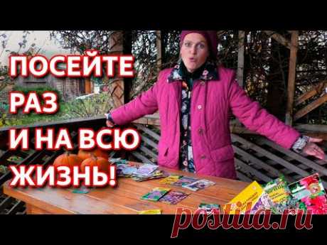 Неприхотливые цветы, которые размножаются сами. Цветы без рассады. Как легко посадить многолетники.