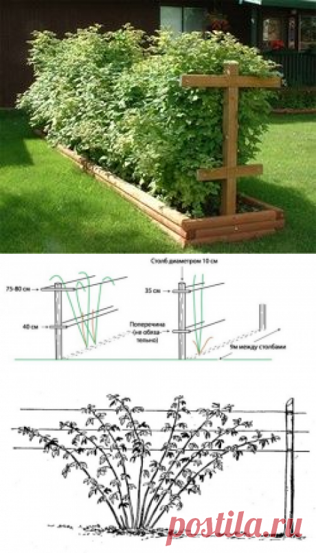 Шпалера для малины: изготовление своими руками, посадка, выращивание, фото, видео
