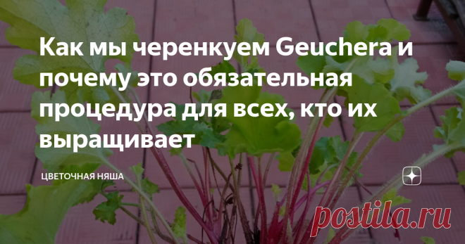 Как мы черенкуем Geuchera и почему это обязательная процедура для всех, кто их выращивает Статья автора «Цветочная няша» в Дзене ✍: Geuchera черенковать обязательно. Если вы решили заниматься этими растениями, то должны принимать это как должное.