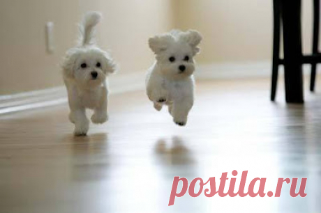 Cute&Cool Pets 4U: Милые белые мальтийские щенки