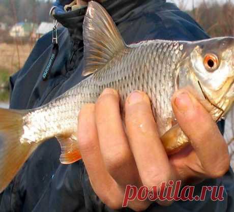Охота и рыбалка. Все о рыбалке и охоте. Форум рыбаков и охотников.