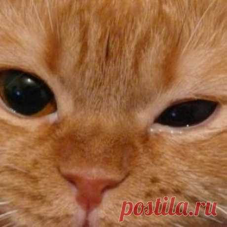 Глазные заболевания семейства кошачьих: виды, симптомы, лечение