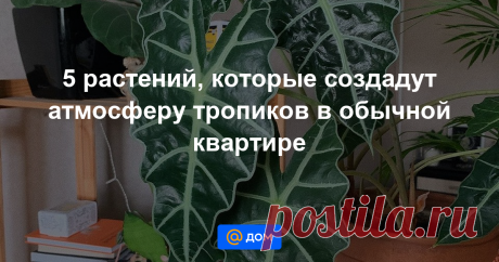 5 растений, которые создадут атмосферу тропиков в обычной квартире Подбираем домашние цветы для тех, кому хочется оказаться в теплой стране под пальмой.