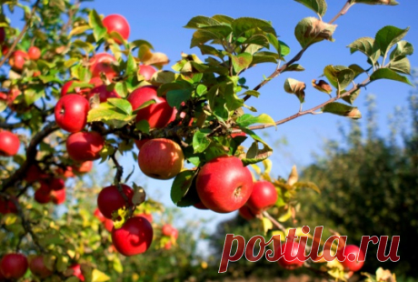 Весна или осень: когда лучше сажать яблоню в открытый грунт? » Женский Мир