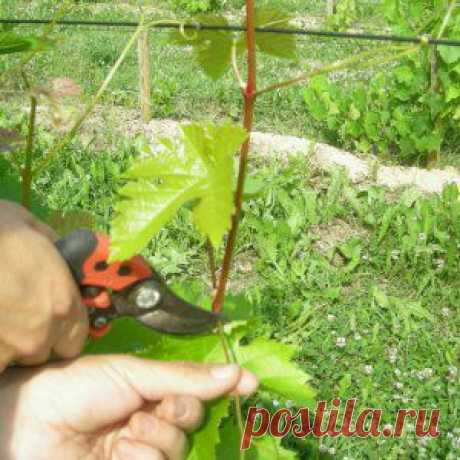 Усадьба | Садовод : Как удалять верхушки побегов винограда?