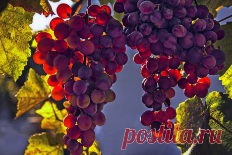 Как правильно обрезать виноград осенью: схема, правила и советы для начинающих | Антонов Сад | Яндекс Дзен