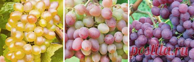 Как правильно ухаживать за виноградом летом - Садоводам и огородникам