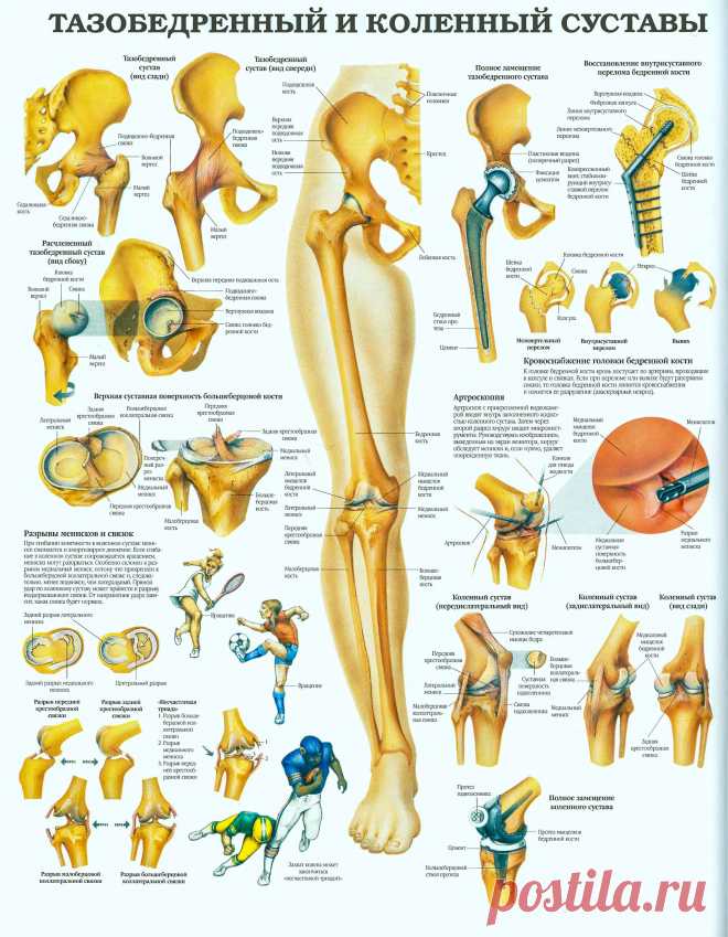 Тазобедренный и коленный суставы