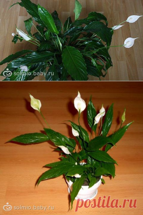 Спатифиллум — женское счастье / темнеют цветки спатифиллума - на бэби.ру